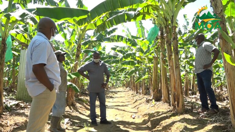 French Delegation Explores Saint Lucian Banana Market