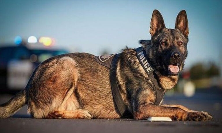 Police Launch Criminal Investigation into Suspicious Death of K-9 Officer Tyson