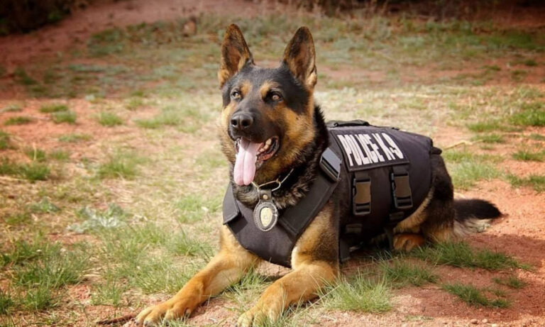 RSLPF K-9 Unit to Be Replenished After “Suspicious” Death of Police Dog Tyson