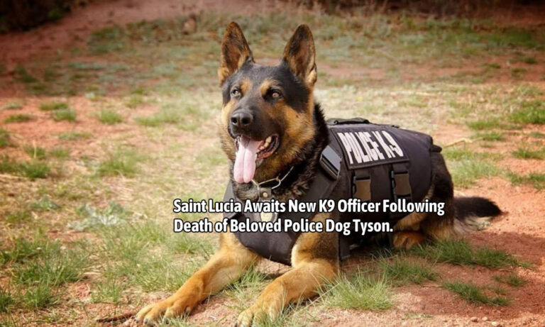 Saint Lucia Awaits New K9 Officer Following Death of Beloved Police Dog Tyson