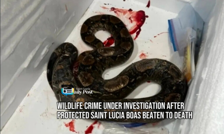 Wildlife Crime Under Investigation After Protected Saint Lucia Boas Beaten to Death