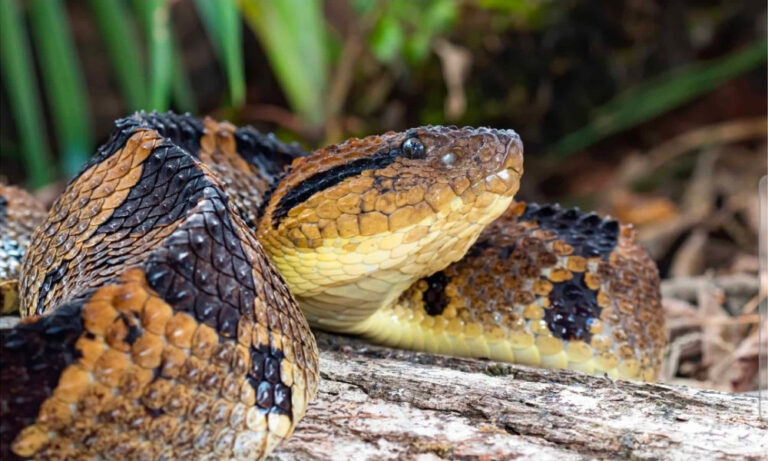 Government Rolls Out Five-Pillar Response as Fer-de-Lance Sightings Trigger Public Alarm