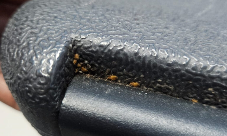 “We Still Have Bugs”: Betty Wells Staff Refuse to Work as Bed Bug Crisis Persists Despite Deep Cleaning Efforts