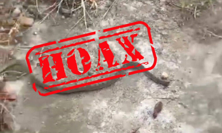 No Fer-de-Lance at Bocage Secondary, Forestry Confirms After Viral Hoax Sparks Alarm