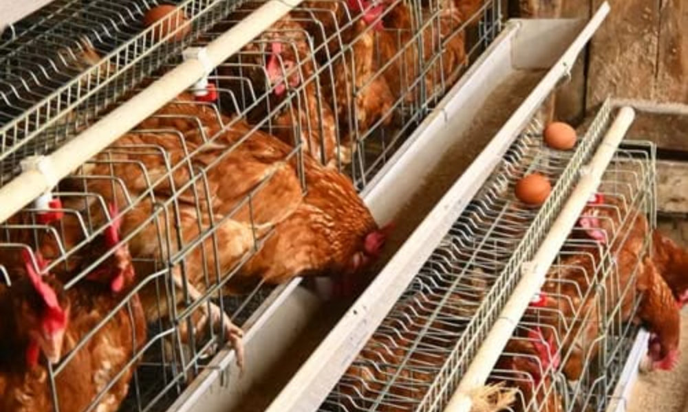 Egg Shortage Hits Saint Lucia as Stores Limit Customers to One Carton
